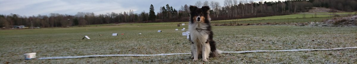 SHETLAND SHEEPDOG