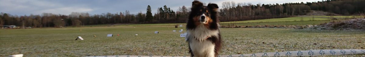 SHETLAND SHEEPDOG