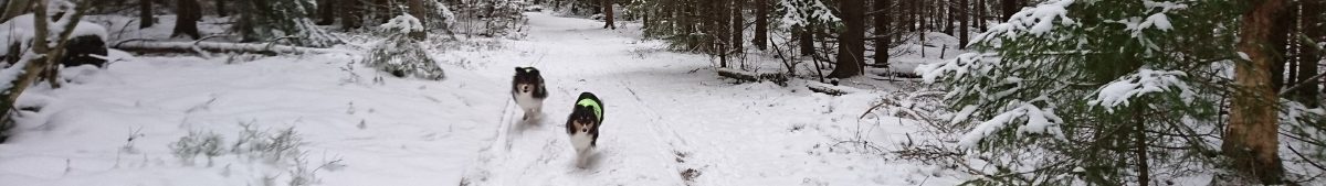 SHETLAND SHEEPDOG