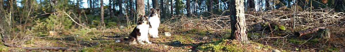 SHETLAND SHEEPDOG