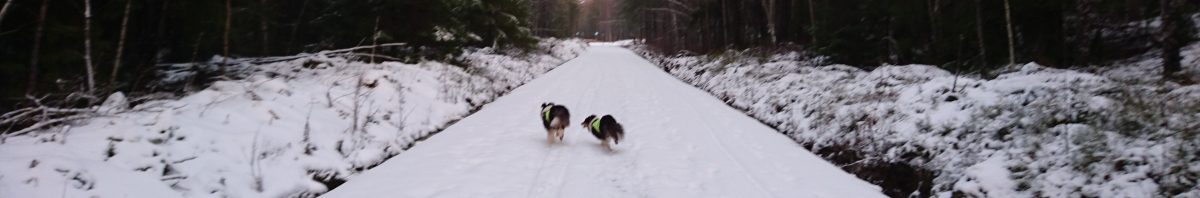 SHETLAND SHEEPDOG