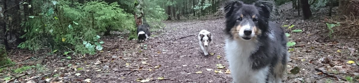 SHETLAND SHEEPDOG