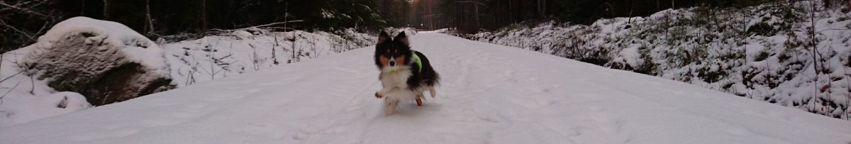 SHETLAND SHEEPDOG