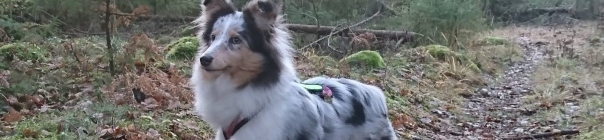 SHETLAND SHEEPDOG