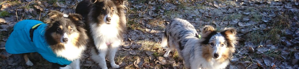 SHETLAND SHEEPDOG