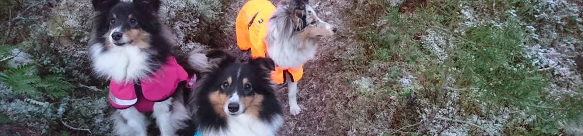 SHETLAND SHEEPDOG