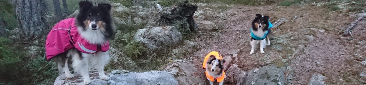 SHETLAND SHEEPDOG