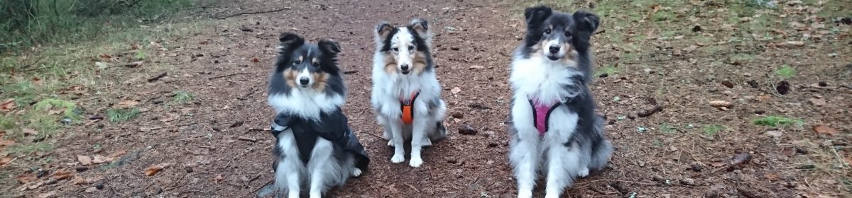 SHETLAND SHEEPDOG